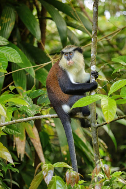 istock Mona monkey sitting on a tree, Grand Etang National Park, Grenada 1367057753
