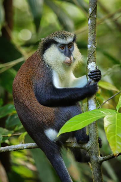 istock Mona monkey sitting on a tree, Grand Etang National Park, Grenada 1367057815