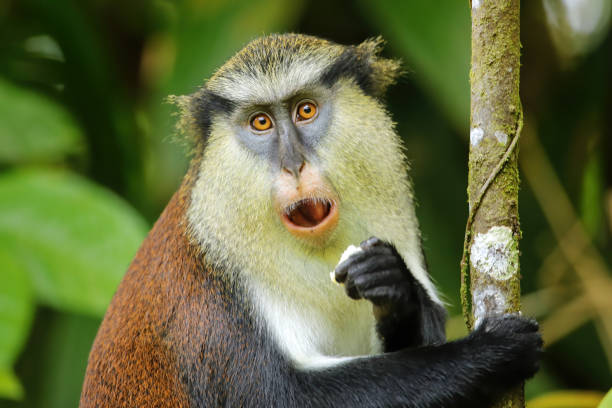 istock Mona monkey eating in a tree, Grand Etang National Park, Grenada. 1367057817