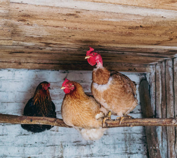 Chickens on a perch"n - fotografia de stock