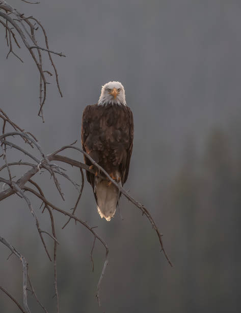 istock Bald Eagle perched on foggy morning at dawn 1367061068