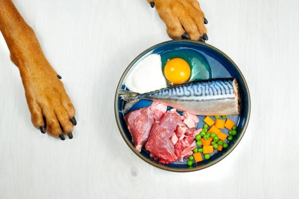 Natural raw dog food. Dog food bowl of fresh raw meat, fish and vegetables and dog paws on grey background. Natural raw dog food. Dog food bowl of fresh raw meat, fish and vegetables and dog paws on grey background. throwing up pumpkin stock pictures, royalty-free photos & images