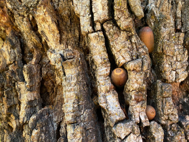 Photo of Small acorns stuck into cracks of bark on oak tree by small animal