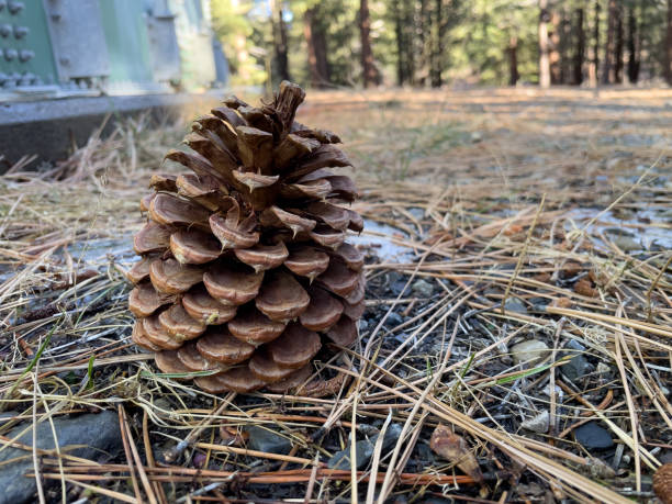 Close-up of large pine cone sitting upright on the ground surrounded by pine needles stock photo