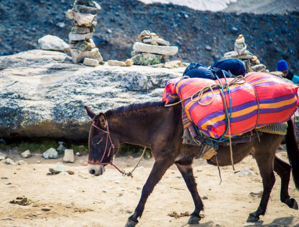 Scenic view of horses  in Peruvian Andes in Cusco region