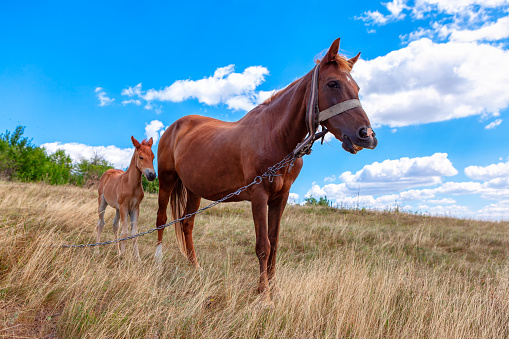 Adult and child horses . Mare and foal on the pasture