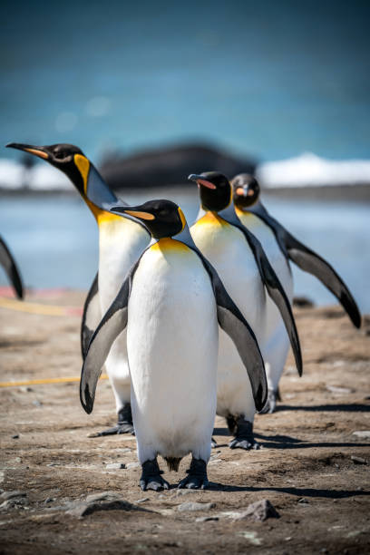 pinguins cama king-size - pinguim de schlegel - fotografias e filmes do acervo