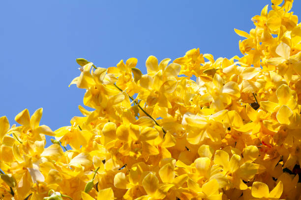 istock Purple orchids with blue sky background. 1367071661