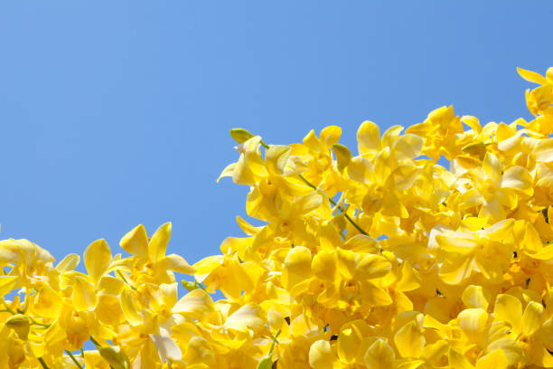 istock Purple orchids with blue sky background. 1367071664