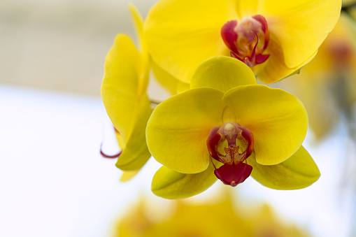 Beautiful Phalaenopsis yellow orchid flower with nature blur bokeh background. selective focus