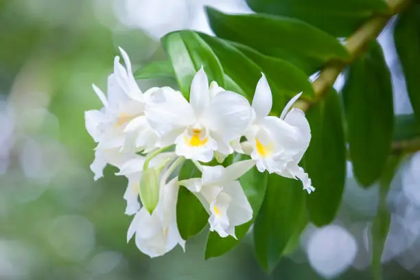 Beautiful white orchid, Dendrobium formosum, with water droplets, in soft color and soft blurred style, on natural blur background.