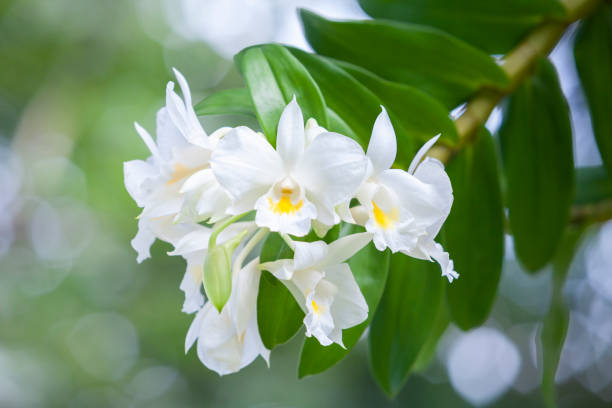 цветок орхидеи dendrobium formosum, который является дикой орхидеей таиланда - dendrobium стоковые фото и изображения
