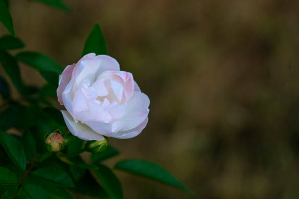 A detailed view of a pink rosebud featuring delicate petals and green surrounding leaves, captured in a natural garden environment. Represents freshness, growth, and natural beauty.