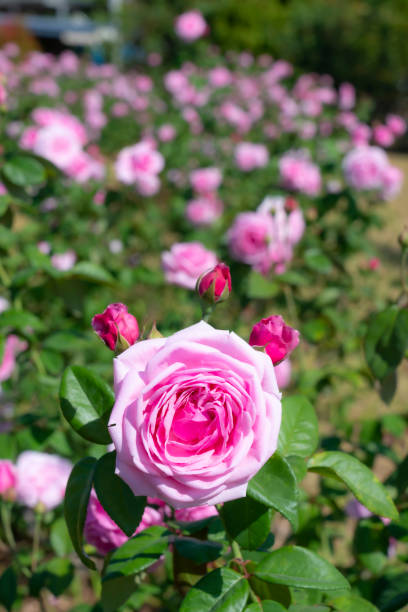 istock A close-up of beautiful roses 1367072539