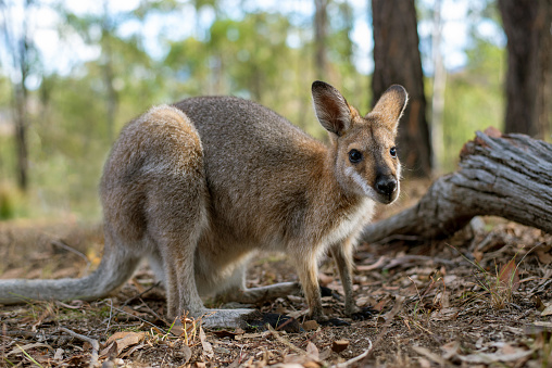 A close up of a young wallaby crouching on all fours in its natural habitat in Boonah in rural Queensland
