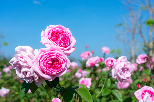 Coral rose flower in roses garden. Top view. Soft focus,Rose flower on background blurry pink roses flower in the garden of roses. Nature.