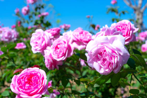 istock A close-up of beautiful roses 1367072570