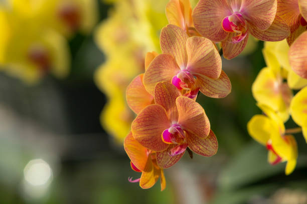 istock Orchid shrubs isolated. with other plants in the blurred background 1367072594
