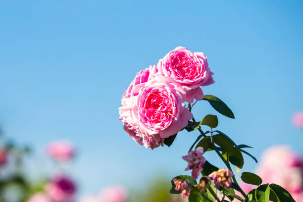 istock A close-up of beautiful roses 1367072680