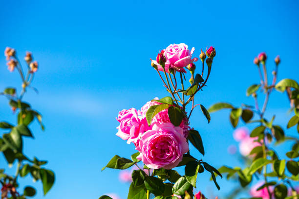 Coral rose flower in roses garden. Top view. Soft focus,Rose flower on background blurry pink roses flower in the garden of roses. Nature. Pink rose.