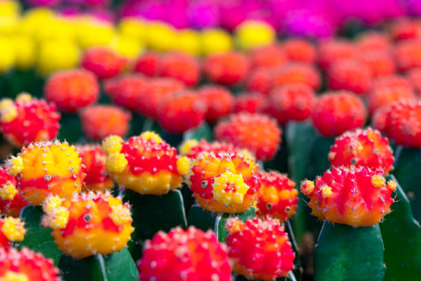 A close-up image of vibrant yellow cactus flowers blooming from a green spiny stem. The soft focus background highlights the bright petals and striking red centers, creating a bold contrast and emphasizing the beauty of desert flora in a studio-like setting.