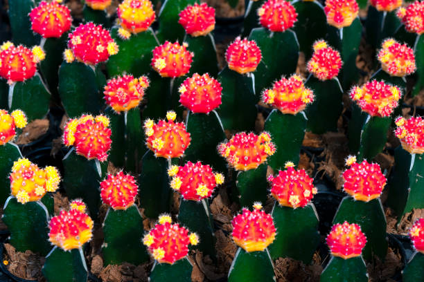 istock Group of red cactus in cactus farm. 1367073396