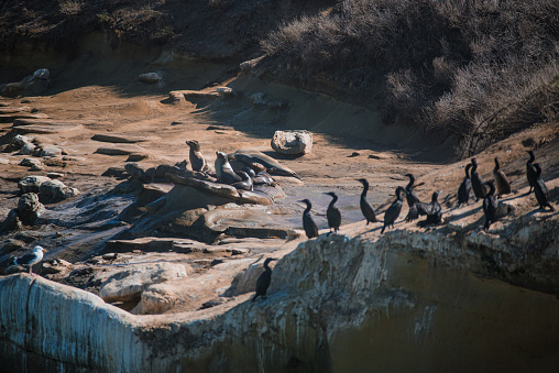 Sea lion, seagull and birds on the rock taking sunbath in Pacific Ocean, California