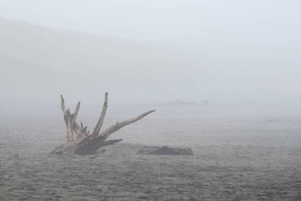Tree root on sand beach on foggy day, Fort Steven's State Park, Oregon, USA
