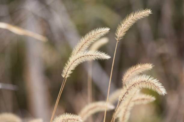 istock Green foxtail in winter. Seeds. 1367074450