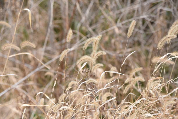 istock Green foxtail in winter. Seeds. 1367074454