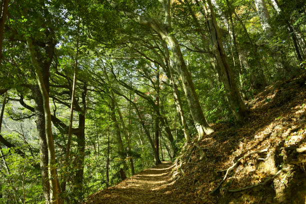 istock Mt.Takao, Tokyo, Japan (Dec-2021) 1367075221