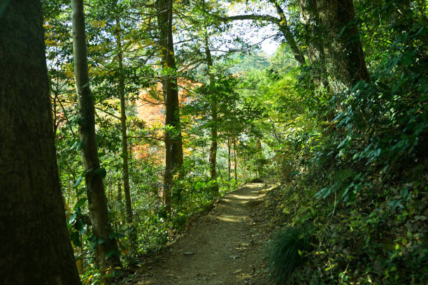 istock Mt.Takao, Tokyo, Japan (Dec-2021) 1367075234