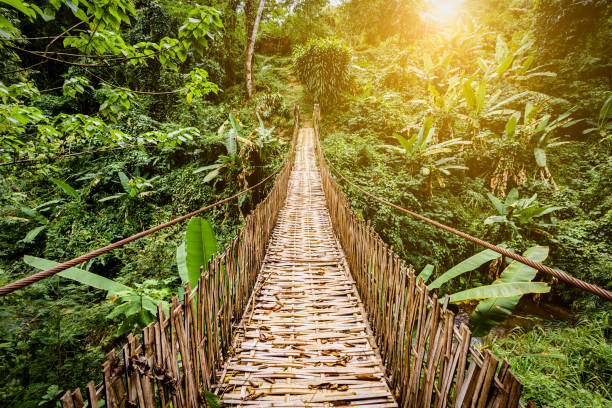 Rainforest bridge stock photo