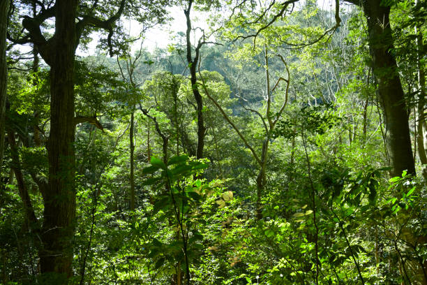 istock Mt.Takao, Tokyo, Japan (Dec-2021) 1367075409