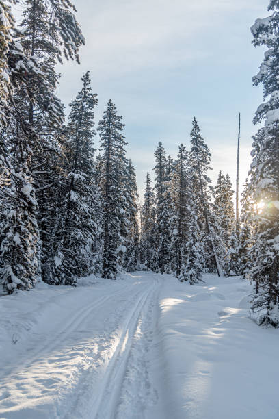 istock Winter forest in Banff Park 1367075583