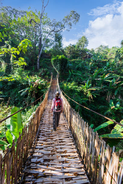 Woman with backpack on suspension bridge in rainforest stock photo