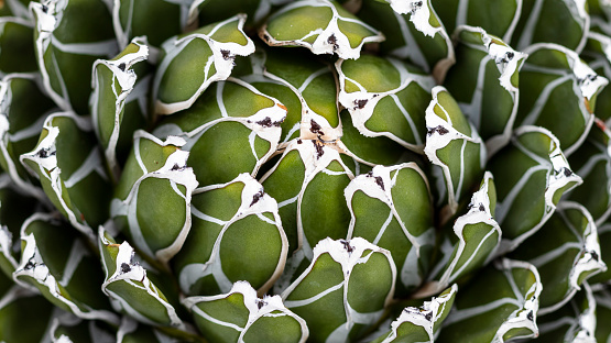 Royal agave plant center closeup view