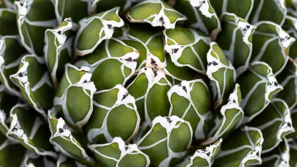 Photo of Agave victoriae reginae high angle view