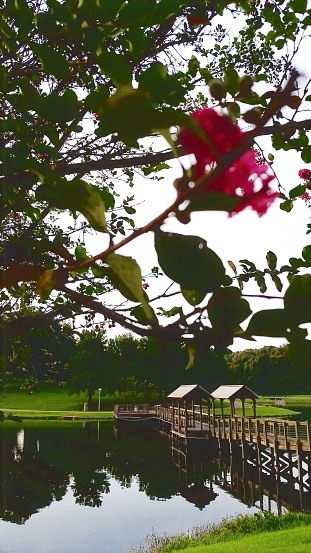 With foilage and blooming flowers overhead this shot gives a clear view of the fishing pier and walk way bridge.