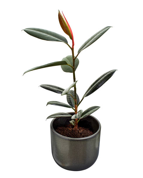 istock Ficus elastica burgundy leaves, Burgundy Rubber tree in pot, isolated on white background with clipping path 1367083520