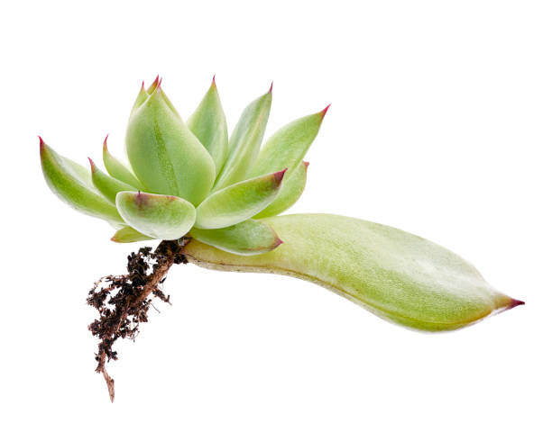 Echeveria grow from leaf, Propagate an Echeveria from Leaf Cuttings, Baby Echeveria plant isolated on white background with clipping path Echeveria grow from leaf, Propagate an Echeveria from Leaf Cuttings, Baby Echeveria plant isolated on white background with clipping path caenorhabditis elegans stock pictures, royalty-free photos & images