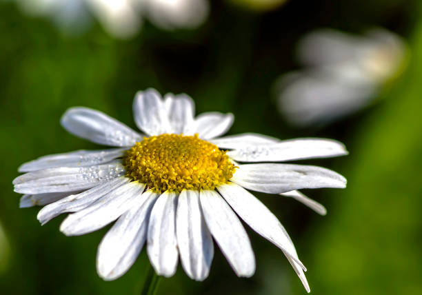 istock white daisies in the morning garden, macro 1367083727