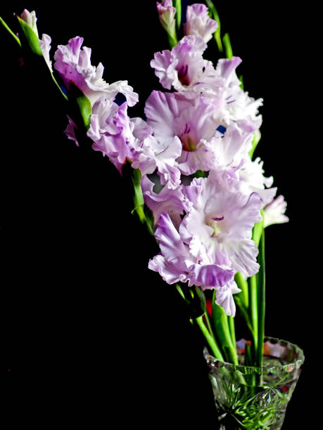 istock fresh light purple gladiolus in a vase 1367083735
