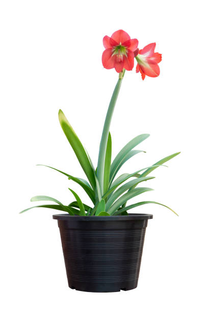 istock Red hippeastrum or amaryllis flower in black plastic pot isolated on white background included clipping path. 1367086064