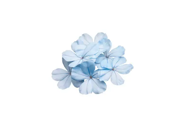 Beautiful blue cape leadwort or Plumbago auriculata isolated on white background, Is a Thai herb and contains prevent cancer substances and nourishes the heart.