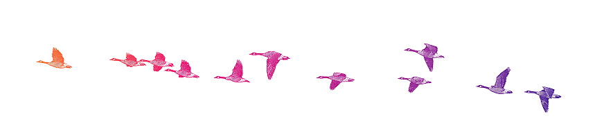 Vector illustration of a flock of Canada Geese flying in V-formation