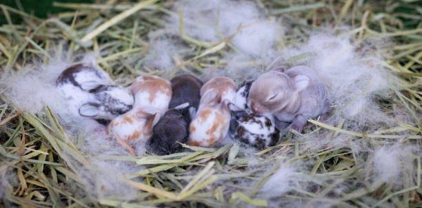 Newborn baby holland lop bunny in nest with mommy fur and dry grass. Group of baby rabbit are moving and sleeping around nest. New life of animal concept. Newborn baby holland lop bunny in nest with mommy fur and dry grass. Group of baby rabbit are moving and sleeping around nest. New life of animal concept. soft nest stock pictures, royalty-free photos & images