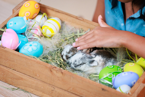 Asian child girl touching tiny bunny with tenderness and love. Baby rabbits in the nest with mommy fur and hay. People take care a pet and decorate home for Easter. Happy Easter Happy holiday.