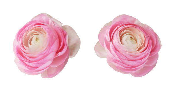 istock Set of pink ranunculus flowers isolated 1367090661