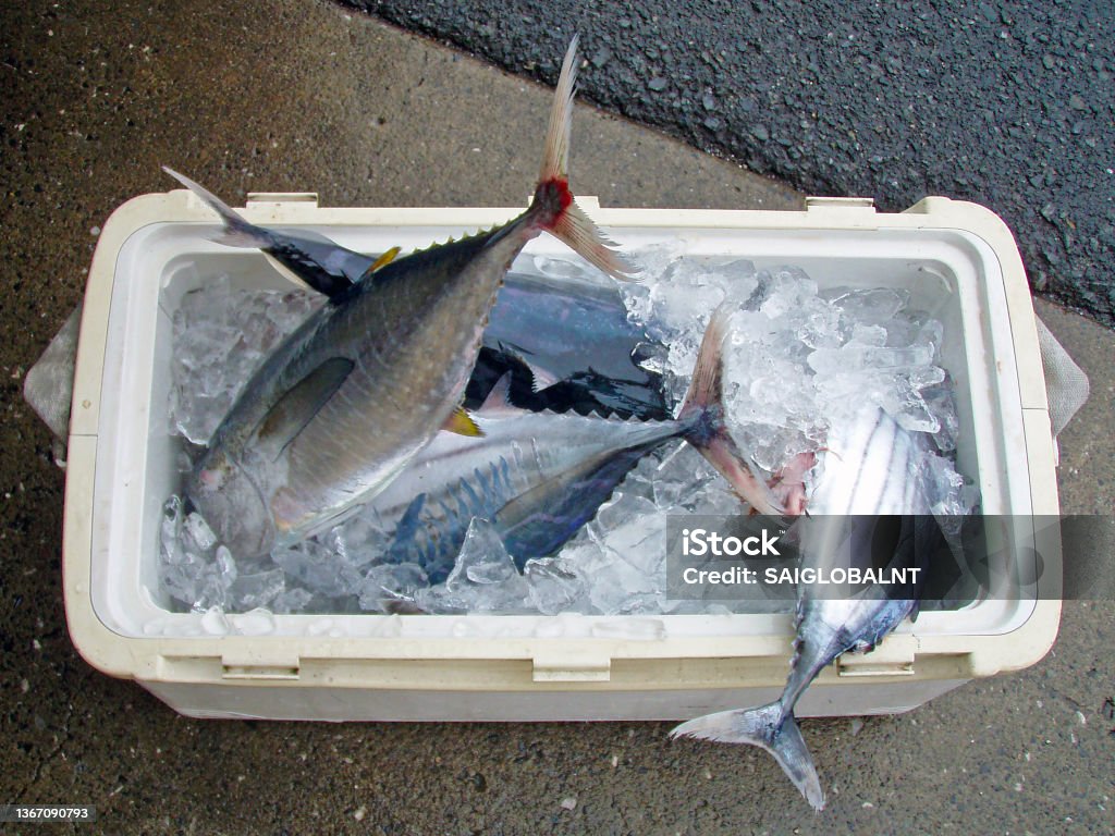 Coolerbox full of ocean fresh Skipjack tuna, bonito (Katsuo) and Tuna, landed by the Japanese fisherman. Coolerbox full of ocean fresh Skipjack tuna, bonito (Katsuo) and Blue fin Tuna with ice, landed by the Japanese fisherman.  Juvenile tuna fish "Meji" and bonito soaked in tide ice in a cooler. Fishing Stock Photo